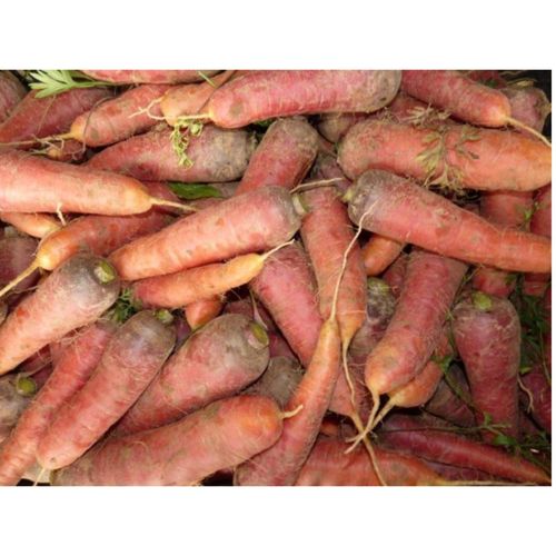 Photo de: Carotte sanguine bio